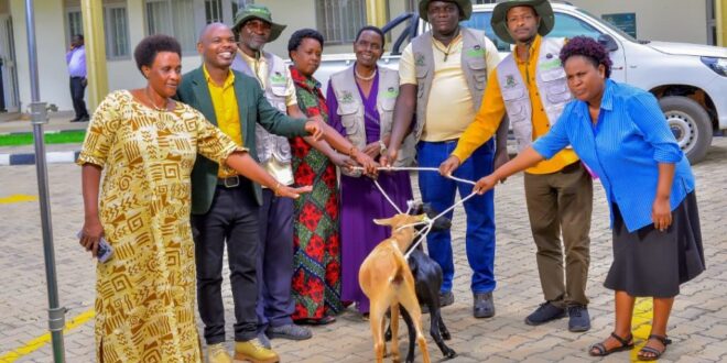 ECOTRUST Distributes Ruminant Animals to Model Agroforestry Farmers in Kamwenge