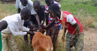 Government Launches Mandatory Livestock Vaccination Campaign Against Foot and Mouth Disease