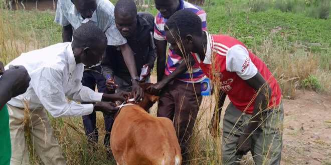 Government Launches Mandatory Livestock Vaccination Campaign Against Foot and Mouth Disease