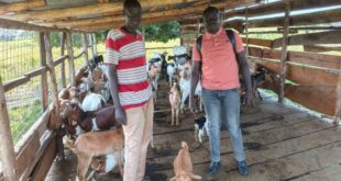 How PDM Changed Eceru Simons s Life in Kapelebyong –