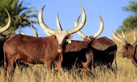 KAMWENGE CLOSES ALL LIVESTOCK MARKETS OVER FOOT AND MOUTH DISEASE