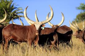 KAMWENGE CLOSES ALL LIVESTOCK MARKETS OVER FOOT AND MOUTH DISEASE