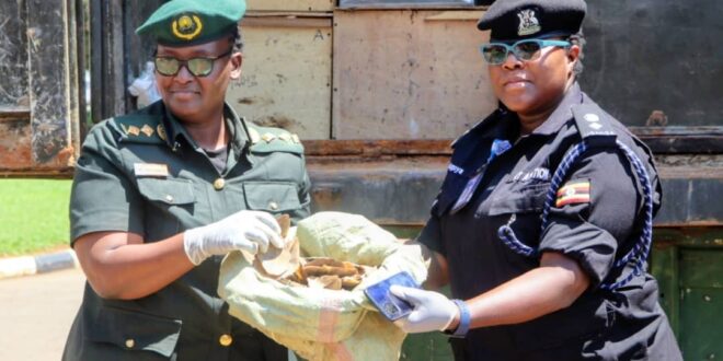 Trafficking: UWA Receives 8.8 Tonnes Of Seized Wildlife Products Held At Entebbe Since 2011
