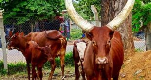 Uganda makes cattle vaccination mandatory