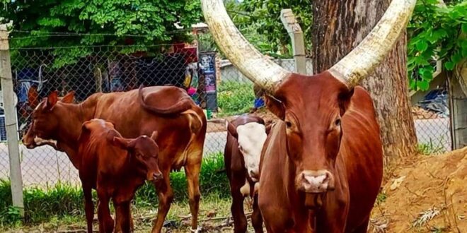 Uganda makes cattle vaccination mandatory