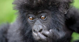What gorilla tracking taught me about life