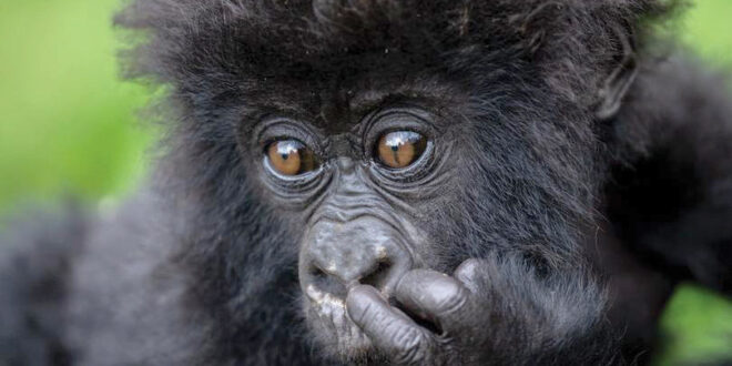 What gorilla tracking taught me about life