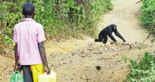 As forests vanish chimpanzees are turning into human threat in
