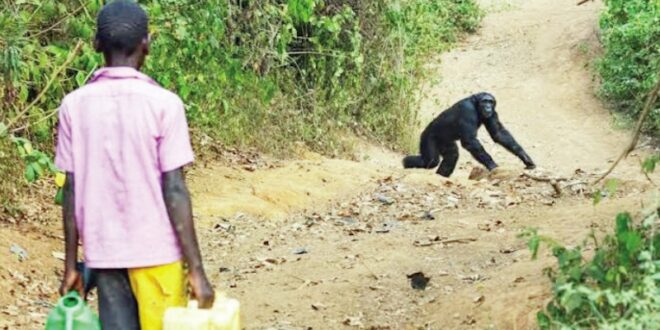 As forests vanish chimpanzees are turning into human threat in