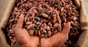 cocoa