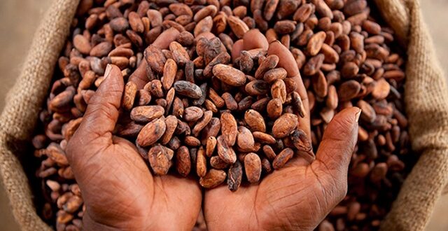cocoa
