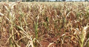 Food Crisis Looms As Prolonged Dry Spell Ravages Several Parts Of Uganda