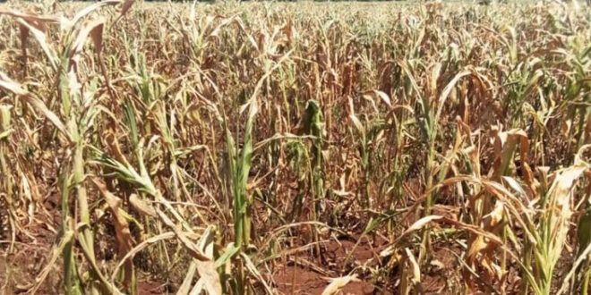 Food Crisis Looms As Prolonged Dry Spell Ravages Several Parts Of Uganda