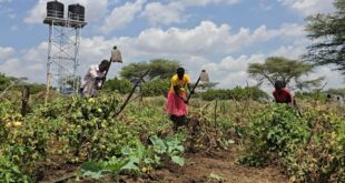 Solar-Powered Irrigation Helps Karamoja Farmers Fight Hunger Through Vegetable Farming