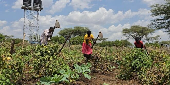 Solar-Powered Irrigation Helps Karamoja Farmers Fight Hunger Through Vegetable Farming