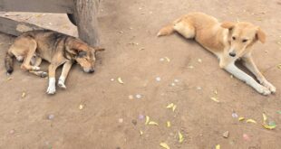 Two Children Die of Suspected Rabies as Adjumani Faces Vaccine Shortage