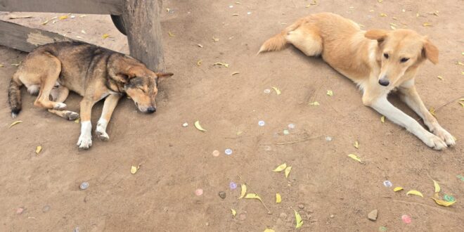 Two Children Die of Suspected Rabies as Adjumani Faces Vaccine Shortage