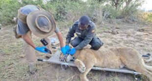 UWA Re-collars Lioness Matsiko After Eight-Month Tracking Blackout